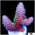ASD Prism Acropora Spathula