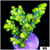 Candlelight Tort Acropora