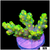 Candlelight Tort Acropora