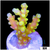 Lemon Candlelight Tort Acropora