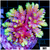 Indo Cultured Hyacinthus Acro Colony