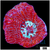 Sparkling Acan Bowerbanki