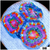 Aussie Aquacultured Rainbow Acan Lord