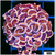 Monsoon Aquacultured Pink Dragon Scale Hammer