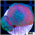 Blue Discosoma Mushroom