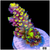 Wolverine Acropora