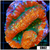 Indo Cultured Lobophyllia
