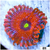 Maneater Morph Zoanthid