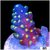 Bonsai Tort Acropora