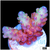 BC Unicorn Bubblebath Acropora