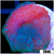 Blue Discosoma Mushroom
