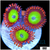 Candy Apple Zoanthids