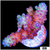 BC Unicorn Bubblebath Acropora