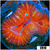 Indo Cultured Lobophyllia