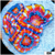 Aussie Aquacultured Rainbow Acan Lord