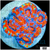 Aussie Aquacultured Rainbow Acan Lord
