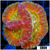 Indo Cultured Lobophyllia