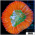 Indo Cultured Lobophyllia