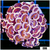 Monsoon Aquacultured Pink Dragon Scale Hammer