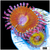 ASD Chiquita Zoanthid