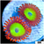 Candy Apple Zoanthids