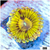 ASD Chiquita Zoanthid