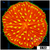 Yellow Tentacle Plate Coral