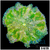 ASD Maxi Mini Carpet Anemone