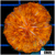Aussie Orange Plate Coral