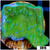 Blueberry Fields Montipora