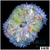 ASD Maxi Mini Carpet Anemone
