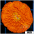 Aussie Orange Plate Coral