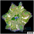ASD Maxi Mini Carpet Anemone