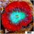 Monsoon Captive Spawned Acan Lord