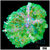 Nuclear Rhodactis Mushroom