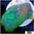 Green Discosoma Mushroom