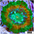 Monsoon Captive Spawned Acan Lord