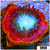 Monsoon Captive Spawned Acan Lord