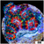 Cultured Rainbow Acan Lord