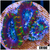 Cultured Tiger Striped Acan