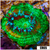 Monsoon Captive Spawned Acan Lord