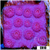 Grape Cyphastrea