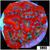 Cultured Red Acan Lord
