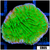 Neon Plating Monti