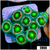 Monsoon Cultured Dragon Eyes Zoas