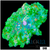 Nuclear Rhodactis Mushroom