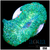 Nuclear Rhodactis Mushroom