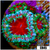Monsoon Captive Spawned Acan Lord