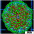 Jokers Plate Coral