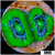 Cultured UFO Acan